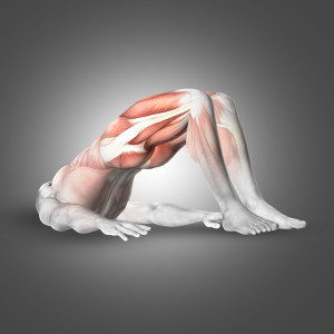 3D render of a male figure in double leg bridge pose with muscles used highlighted