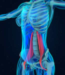 psoas, illustration, muscle, major, hip, anatomy, accurate, medical, musculature, biomedical, graphic, science, biology, rendering, anatomical, ilium, human, anterior, health, body, artwork, muscular, pilates, yoga, soul muscle, core strength, female muscle anatomy, 3d illustration