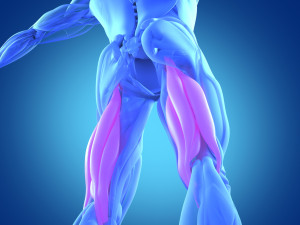Hamstring muscle group, human anatomy muscle system. 3d illustration.